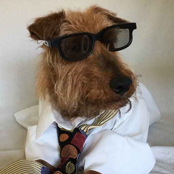 Dog photo - Picture 13 of 13